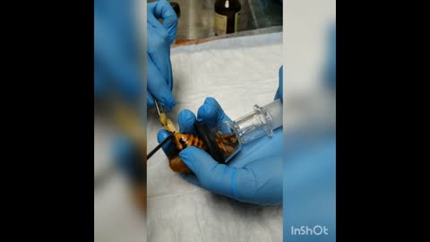 Moment Russian Medics Do Surgery On Massive Cockroach