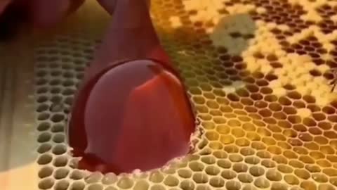 Amazing satisfying💥 & relaxing #Honey ♥️ #short #155