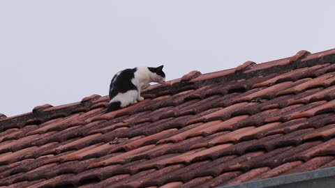Cat hunting on the roof!