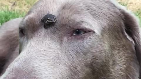 Gentle Doggy Lets Tiny Tree Frog Sit On His Head