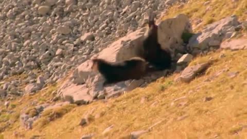 Eagles Prey on Dogs and Goats - Unbelievable Eagles Attacks