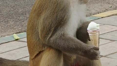 Monkey loves icecream