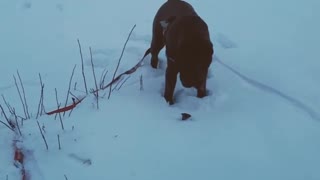 Brown dog scared of mushroom in snow