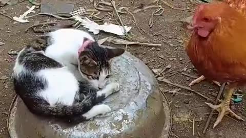 Кошка встреча с курицей