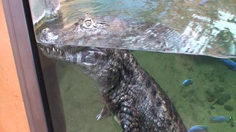I am a beautiful crocodile.