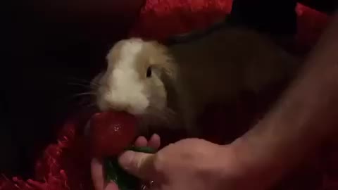 Our Free-Roam Bunny Caramel vs. Strawberry