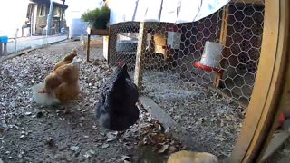 Time Lapse Chicken Run