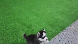 Cute little husky with blue eyes