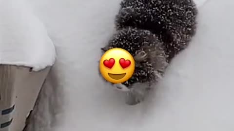 My cat and snow