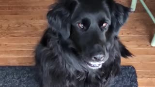 Black dog slow motion catches fruit melon snack treat in mouth