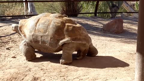 Large Phoenix Zoo Tortoise Finally Moves