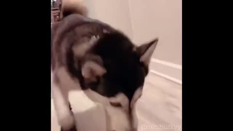 Cute And Funny Husky Puppies Compilation