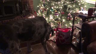 Great Dane Enthusiastically Opens Christmas Gift