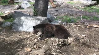 Female Bear Wants Some Sleep