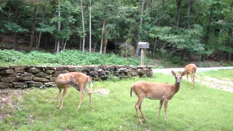 Woman tries to explain to 3 deer that she is out of food.