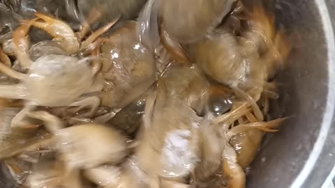 Crab short videos.