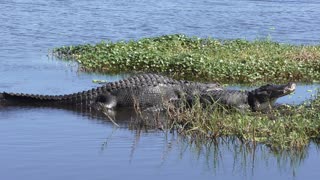 two large alligators basking in the sun