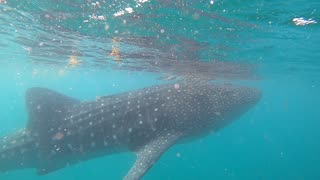 Whale Sharks La Paz