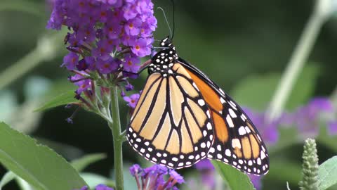 Monarch butterfly feeding on pink flowers in a Summer garden.