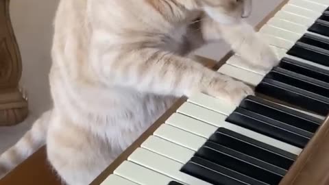 Cat playing Piano || Funny cute cat video || Cat videos