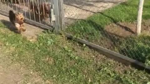 Dogs play chase through fence