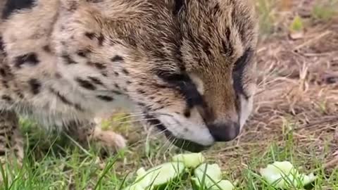 This Sweet Serval Recently Passed Away From Renal Disease