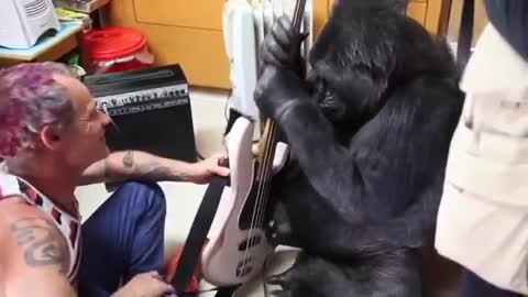 Red Hot Chili Peppers' Bassist Is Up For A Jamming Session With Koko The Gorilla