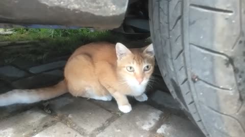 Surprise orange cat under car tire