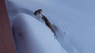 Puppy playing in snow