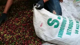 harvesting coffee