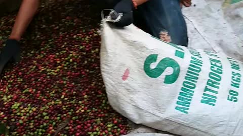 harvesting coffee