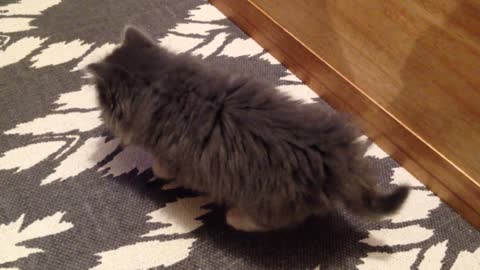 Esponjoso gatito realiza una adorable rutina de escape