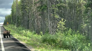 Grizzlies Cross in Front of Cyclists and Cars