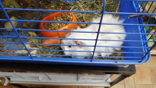 Guinea pig in a cage.