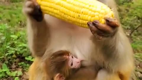 Lovely and Funny animals Lovely Monkeys Videos 2021-22