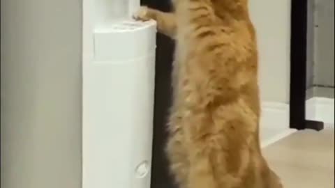 Funny Cat Drink Water