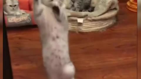 Cat Cleaning Glass