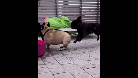 Funniest Cats And Dogs Video 169