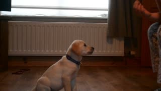 Labrador puppy impressively performs new tricks