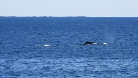 Whales breaching at Booderee