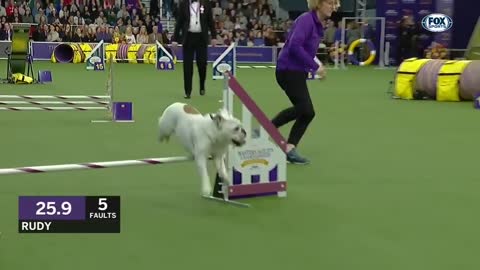 Regardez Rudy the Bulldog écraser le cours WKC Masters Agility 2019 | RENARD SPORTS