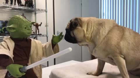 Yoda attacks cute surpriced Pug