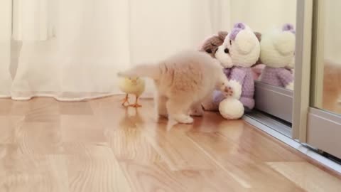 cute Kitten walks with a tiny chicken 🍗🍗🍗