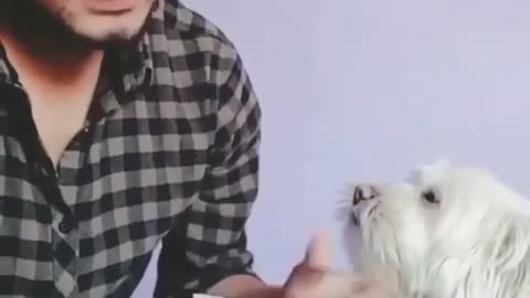 Funny Dog Reaction while his owner counting money