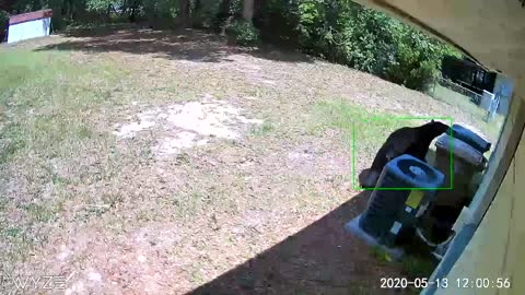 Bear Investigates Backyard for a Feed