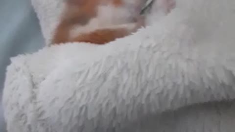 Hamster Pet Nibbles So Cute