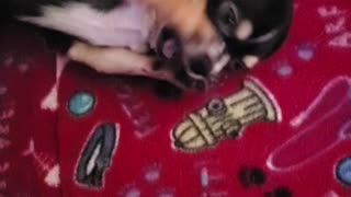 Chihuahua does nanny nanny boo boo