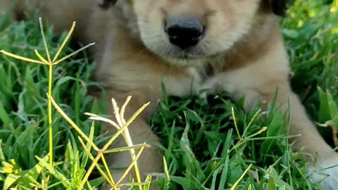 Cute puppy on the grass