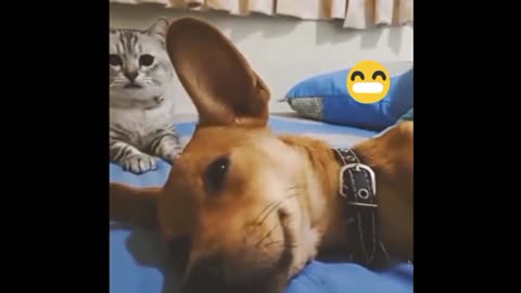 The cat slapped the dog on the cheek to wake him up