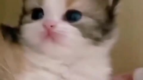 funny videos cat